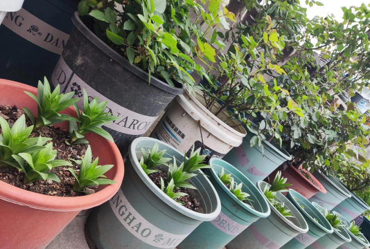 家庭养花用生根粉