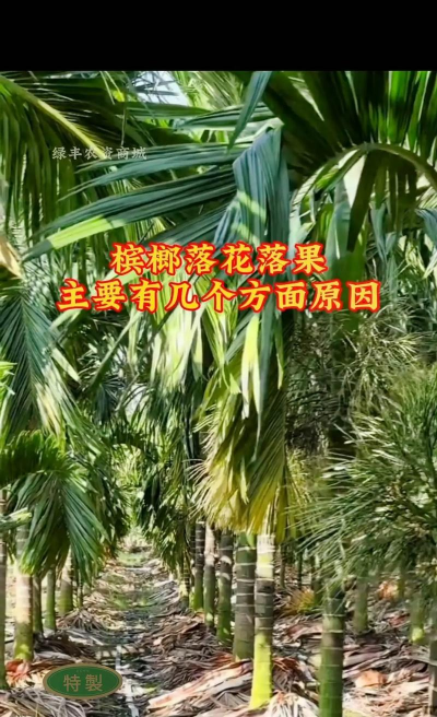 槟榔养花果配方