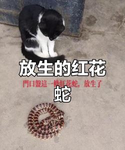 家里养花招蛇