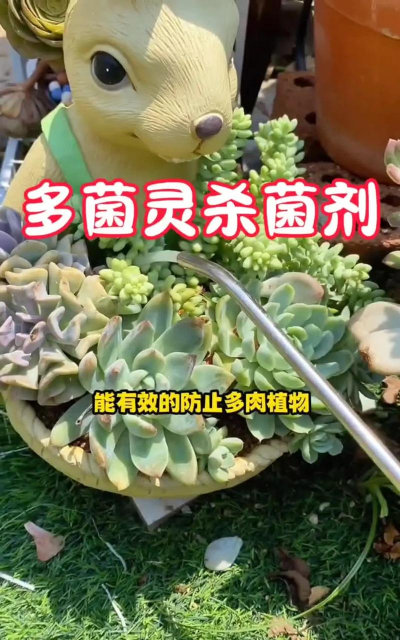 家庭养花用生根粉