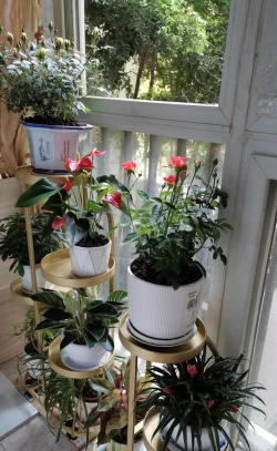 家庭养花用生根粉