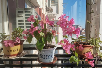 家庭养花用生根粉