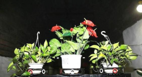 家庭养花用生根粉