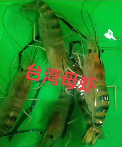 台湾都养殖什么