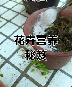 家庭养花用生根粉