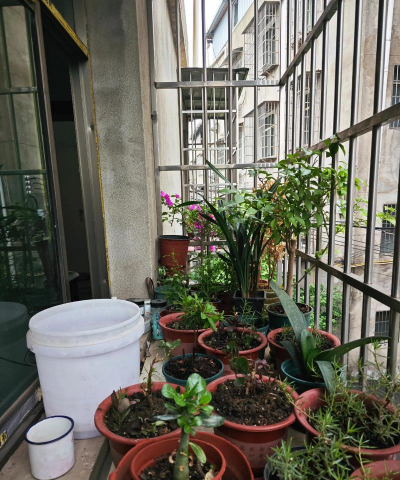 没药花园阳台养花