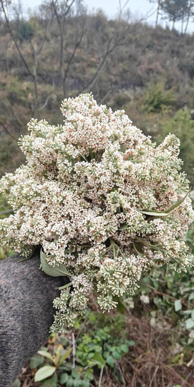 密蒙花属于什么植物