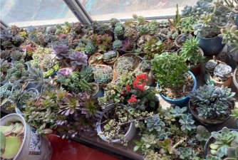 家庭养花用生根粉