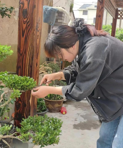 家庭养花用生根粉