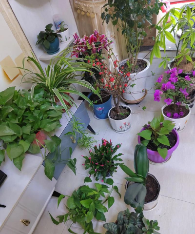 家庭养花用生根粉