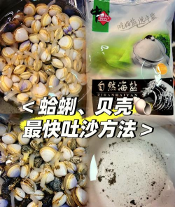 怎样养花蛤更快