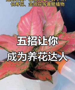 家庭养花用生根粉