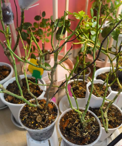 肯尼亚阳台养花