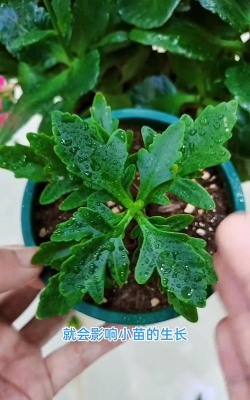 绿化景观设计，提升环境品质，创造宜人空间