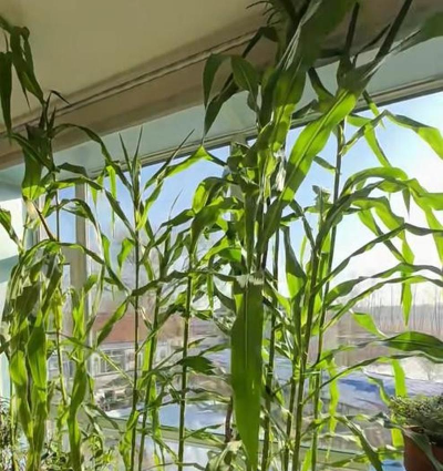 柿树虫病防治，识别常见虫害，掌握有效方法