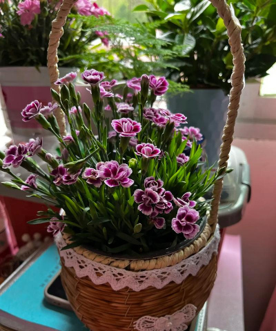 芍药花怎么养，掌握关键要点，花开更鲜艳