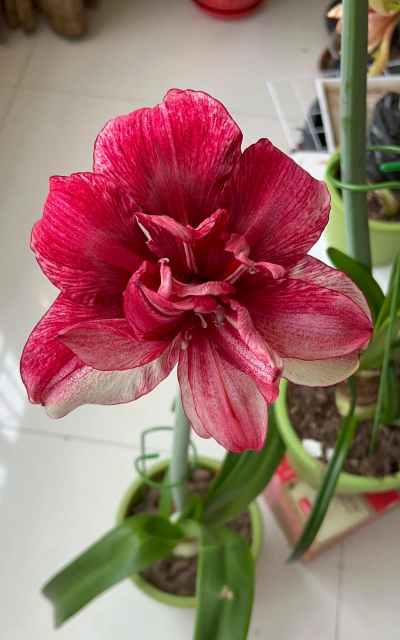 芍药花怎么养，掌握关键要点，花开更鲜艳