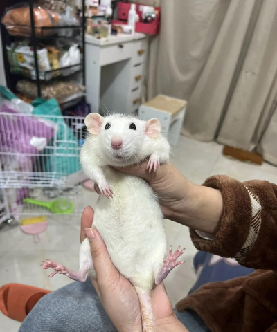 绿化景观设计，提升环境品质，创造宜人空间