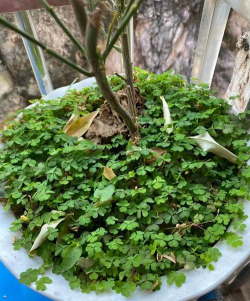 养花老是长杂草