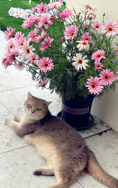 别墅园林绿化设计，打造私密空间，提升居住品质