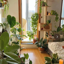 芍药花怎么养，掌握关键要点，花开更鲜艳