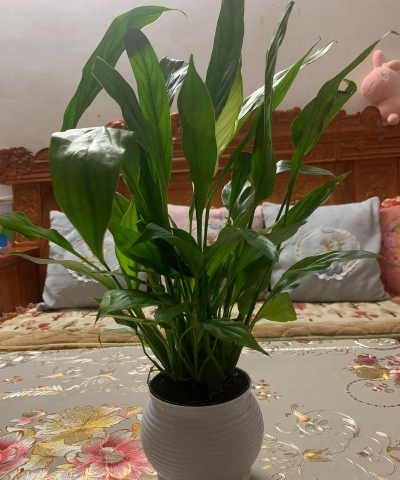 葡萄栽培，掌握关键技术，实现优质丰产