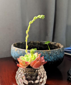 葡萄栽培，掌握关键技术，实现优质丰产