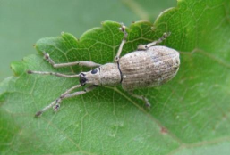 核桃果象甲防治