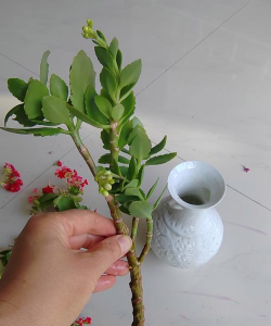 柿树虫病防治，识别常见虫害，掌握有效方法