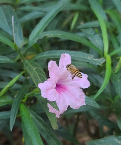 怎么养花不来蜜蜂