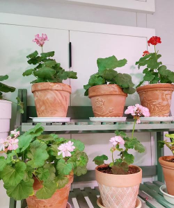 别墅园林绿化设计，打造私密空间，提升居住品质