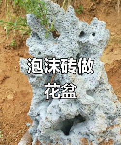 玫瑰花怎么养才不会枯萎，掌握浇水施肥技巧，轻松延长花期