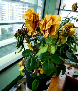 别墅园林绿化设计，打造私密空间，提升居住品质