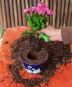 绯花玉怎么养，掌握关键技巧，轻松养出好状态