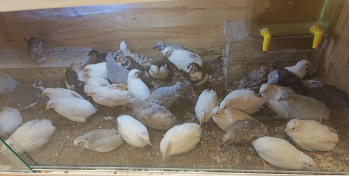 别墅园林绿化设计，打造私密空间，提升居住品质