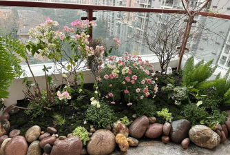 芍药花怎么养，掌握关键要点，花开更鲜艳