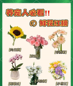 芍药花怎么养，掌握关键要点，花开更鲜艳