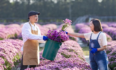 绯花玉怎么养，掌握关键技巧，轻松养出好状态