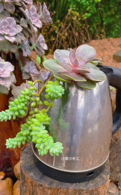 葡萄栽培，掌握关键技术，实现优质丰产