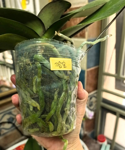 葡萄栽培，掌握关键技术，实现优质丰产