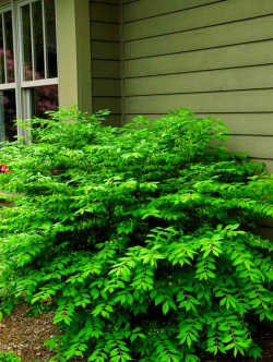 葡萄栽培，掌握关键技术，实现优质丰产