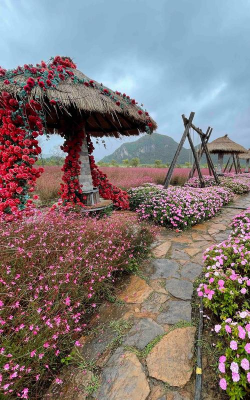 绯花玉怎么养，掌握关键技巧，轻松养出好状态