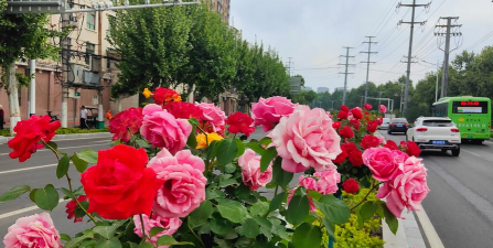 绯花玉怎么养，掌握关键技巧，轻松养出好状态