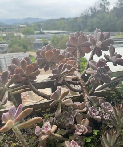 兰草花怎么养，掌握关键技巧，轻松培育美丽花朵