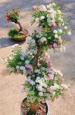 兰草花怎么养，掌握关键技巧，轻松培育美丽花朵