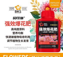 兰草花怎么养，掌握关键技巧，轻松培育美丽花朵