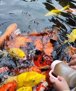 芍药花怎么养，掌握关键要点，花开更鲜艳