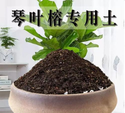 芍药花怎么养，掌握关键要点，花开更鲜艳