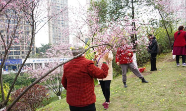 芍药花怎么养，掌握关键要点，花开更鲜艳