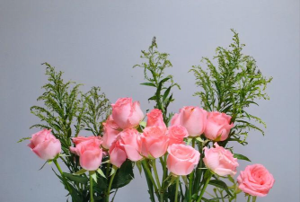 芍药花怎么养，掌握关键要点，花开更鲜艳